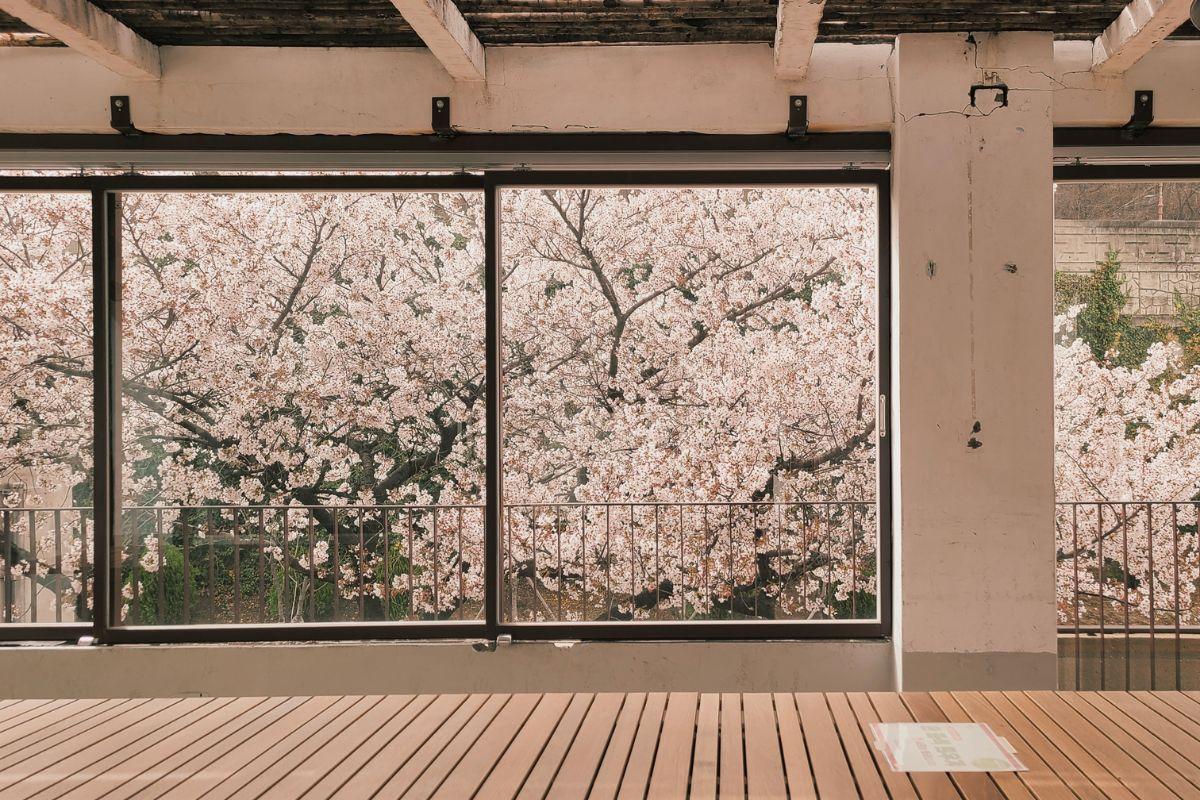Các quán cafe view ngắm hoa anh đào đẹp ở hàn quốc