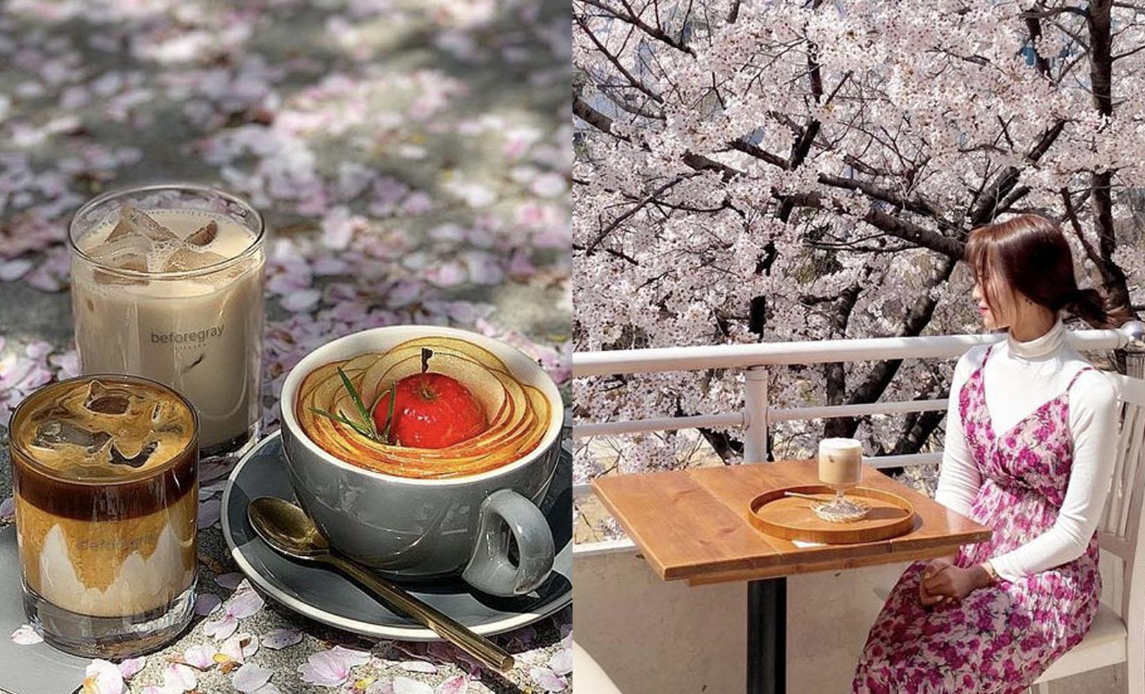 11 Kafe Pemandangan Bunga Sakura Terbaik di Korea Selatan