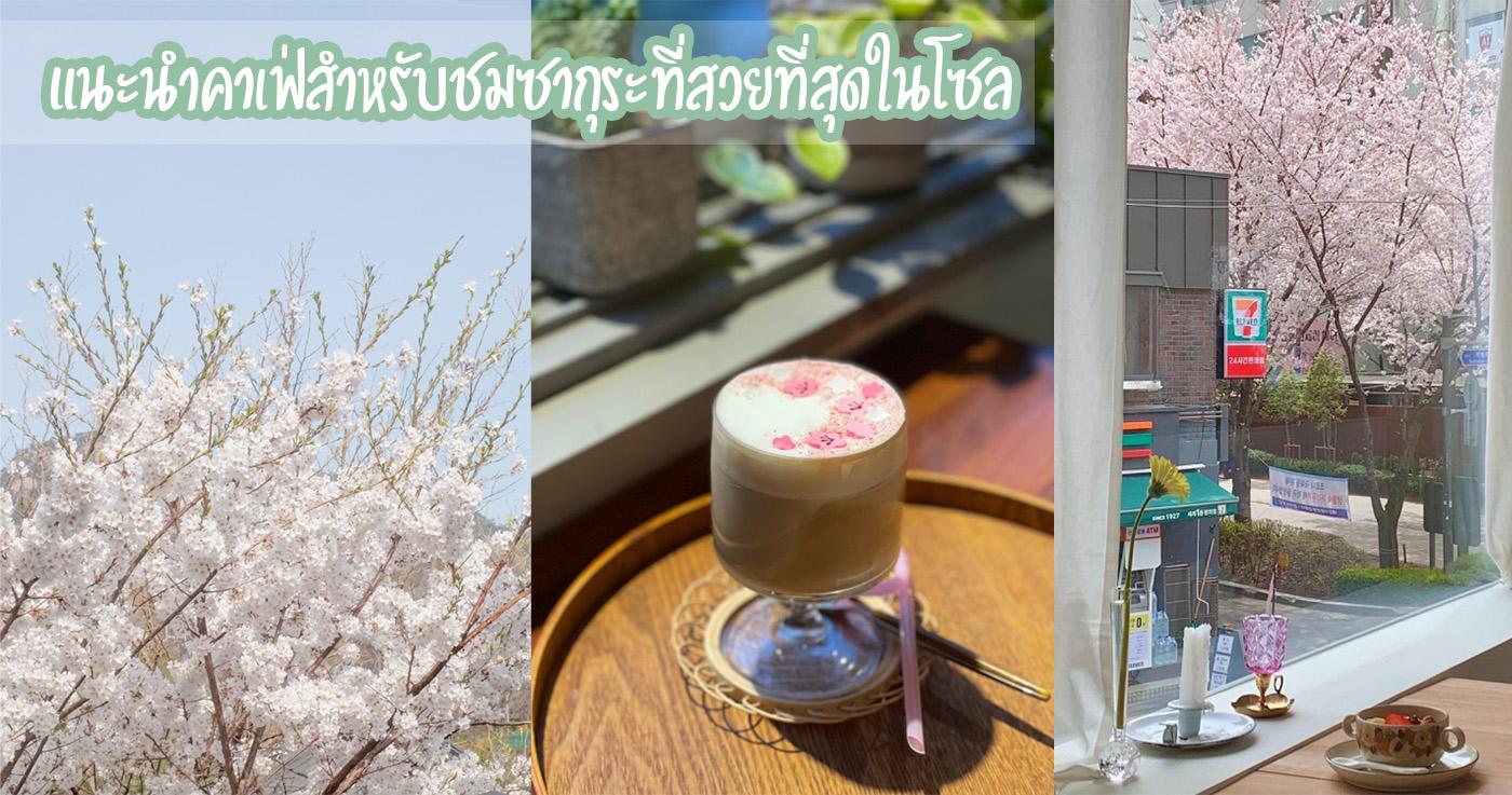แนะนำคาเฟ่สำหรับชมดอกพ็อดกดที่สวยที่สุดในเกาหลี อัพเดท 2023!