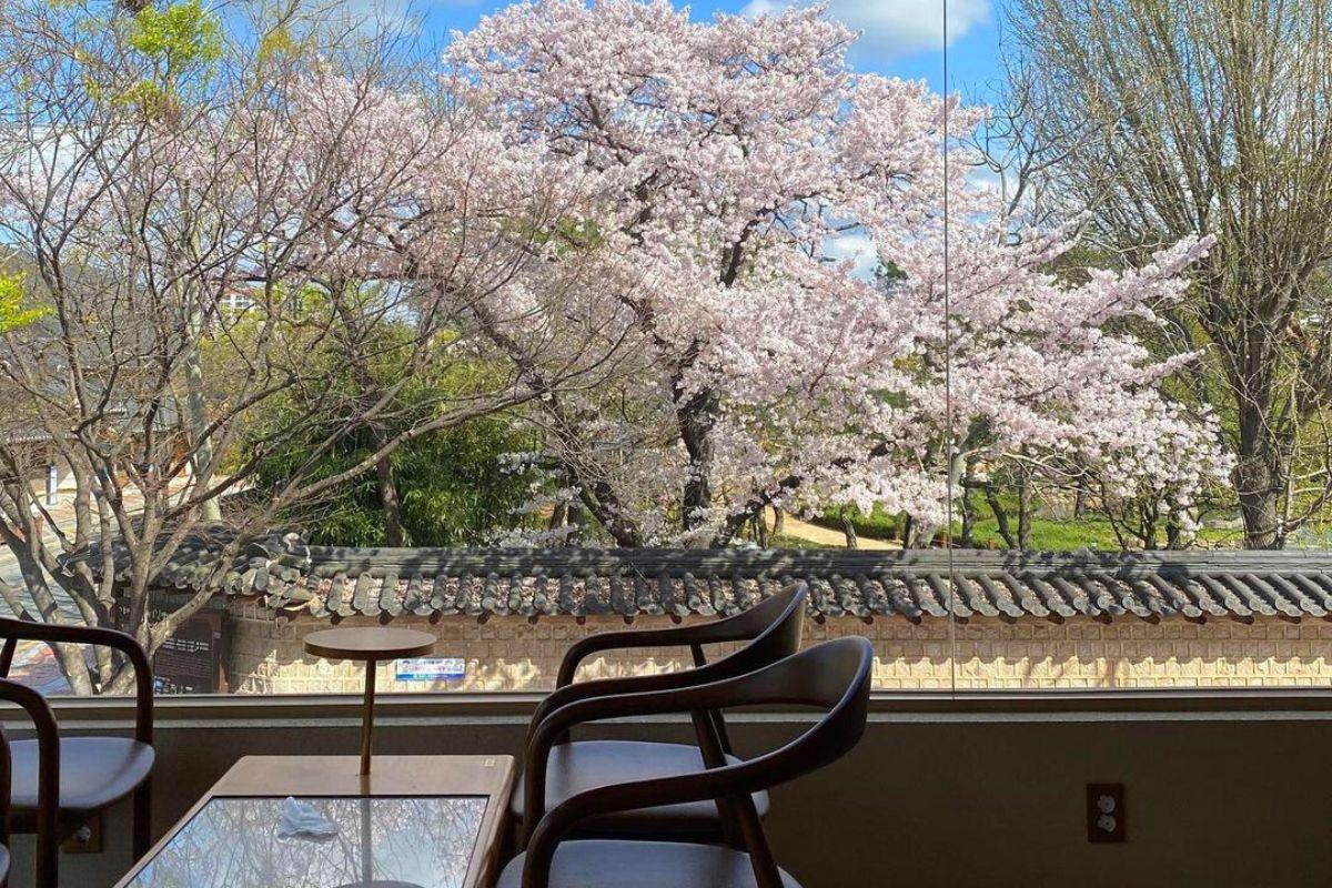 Các quán cafe view ngắm hoa anh đào đẹp ở hàn quốc