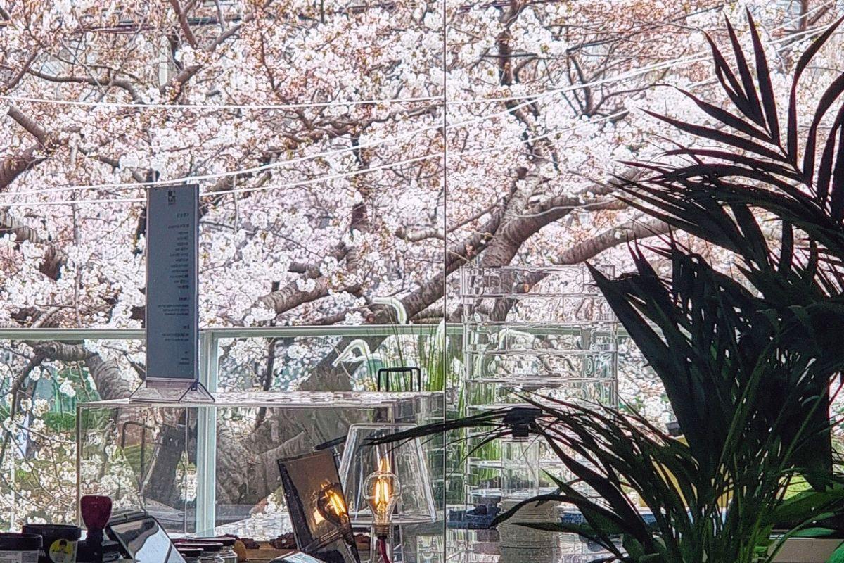 Các quán cafe view ngắm hoa anh đào đẹp ở Busan, hàn quốc