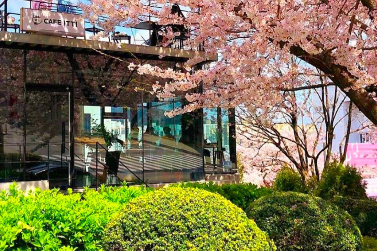 Các quán cafe view ngắm hoa anh đào đẹp ở Busan, hàn quốc