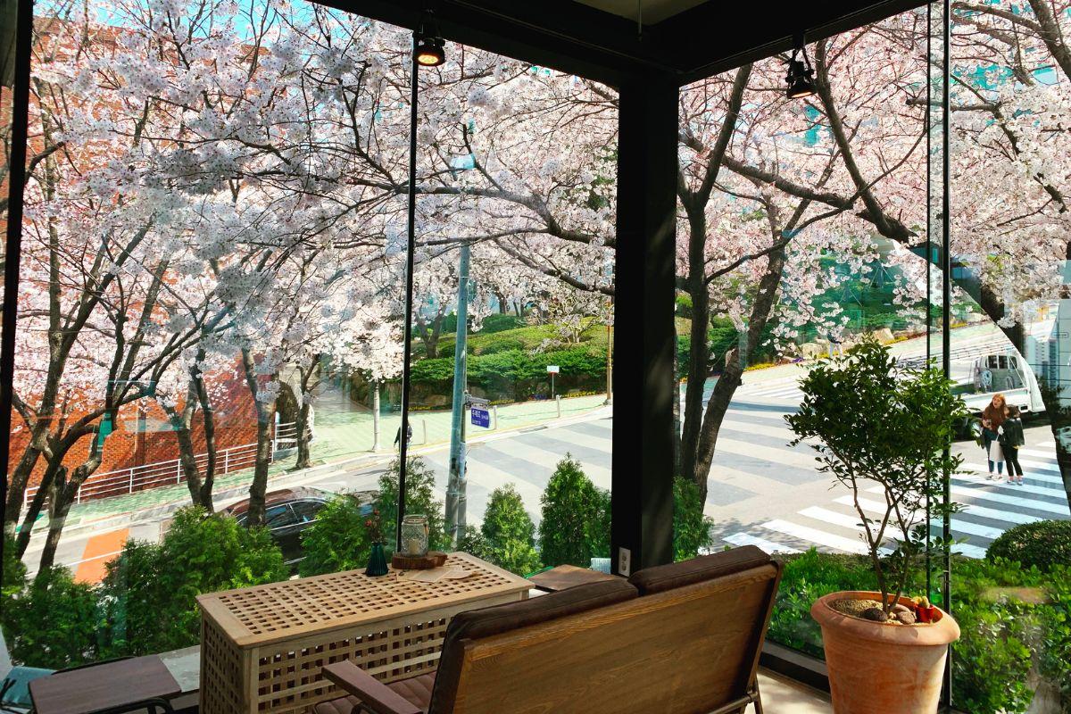 Các quán cafe view ngắm hoa anh đào đẹp ở Busan, hàn quốc