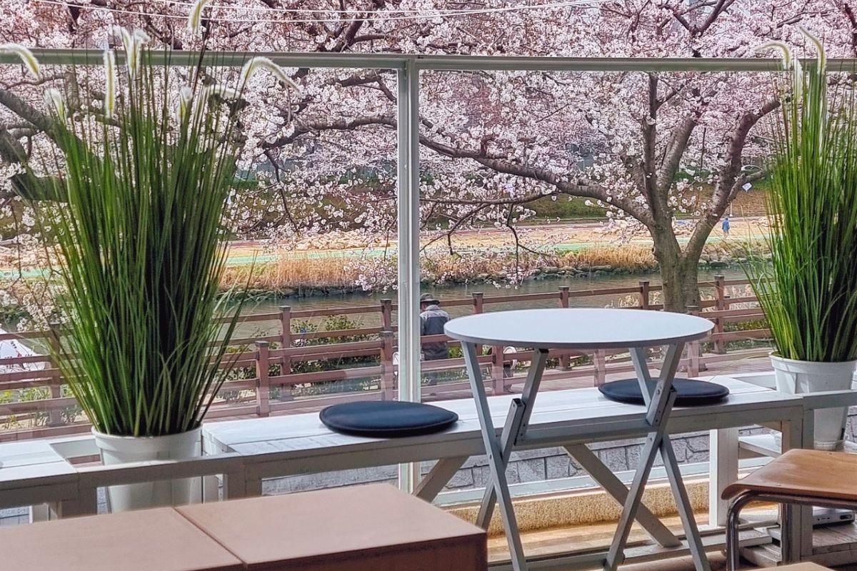 Các quán cafe view ngắm hoa anh đào đẹp ở Busan, hàn quốc