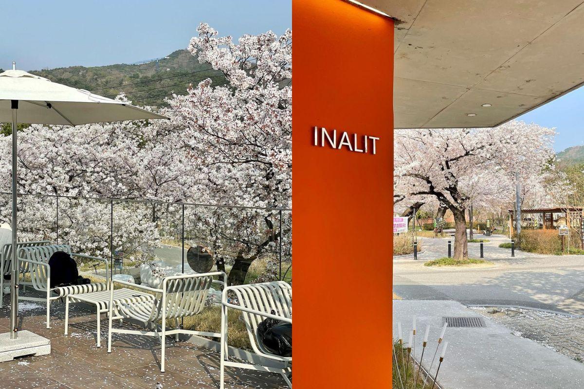 Các quán cafe view ngắm hoa anh đào đẹp ở hàn quốc