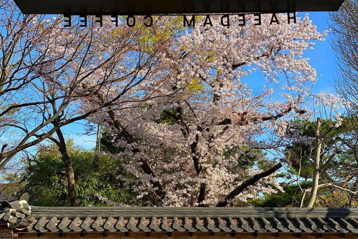 Các quán cafe view ngắm hoa anh đào đẹp ở hàn quốc