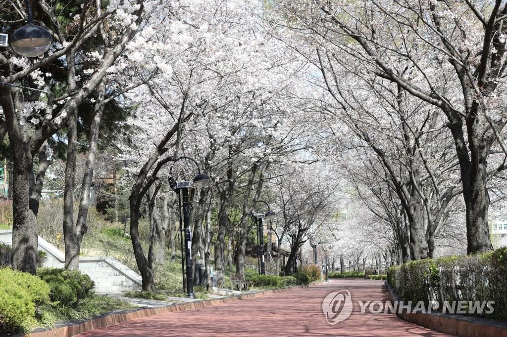 桜並木が続く汝矣西路。青空の下で春の訪れを告げる満開の桜が温かい日差しの中で咲いている。空が澄んでおり、すがすがしい雰囲気が漂う。