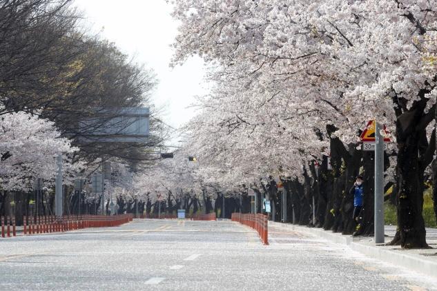 今年は汝矣島·石村湖の桜並木が開かれる…祭りはなし