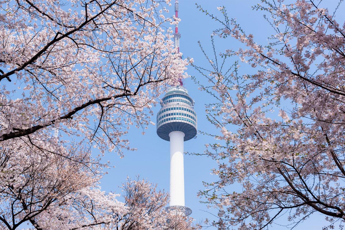 桜に囲まれたNソウルタワーの展望台の美しい風景