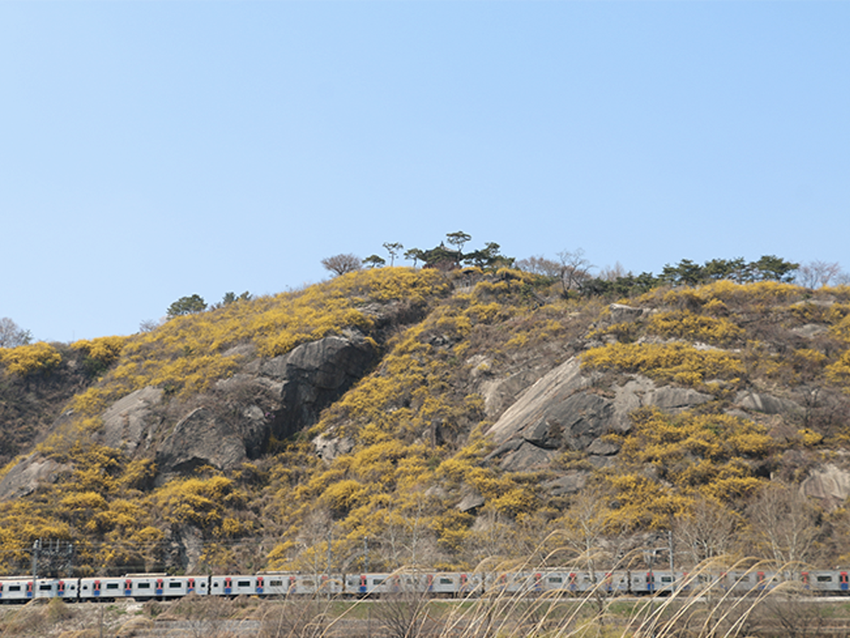 位于首尔市鹰峰山的春季黄花与岩石的景观，背景还有行驶的列车，展现出自然与城市的和谐交融。适合拍摄自然风光和春季景色。适合SEO优化的中国风光描述。