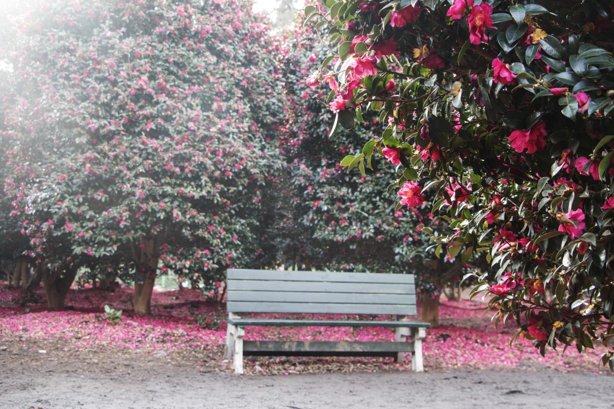 Vé thăm quan Camellia Hill: Vườn ươm hoa trà khổng lồ ở đảo Jeju