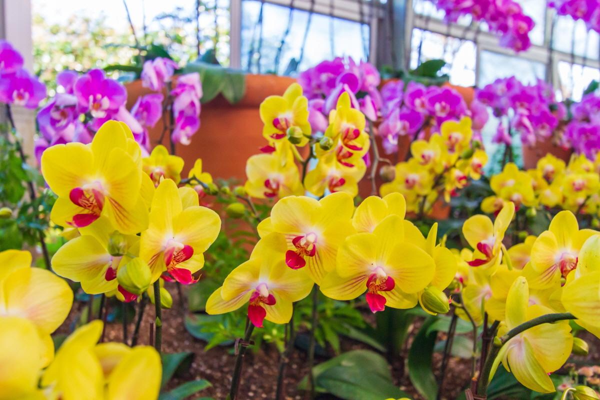 Цэнхэр, улаан, шар өнгөтэй орхидейн төрөл байгаа агаарын хямдралттай орхидейн наадмын агаарын төгс зураг.