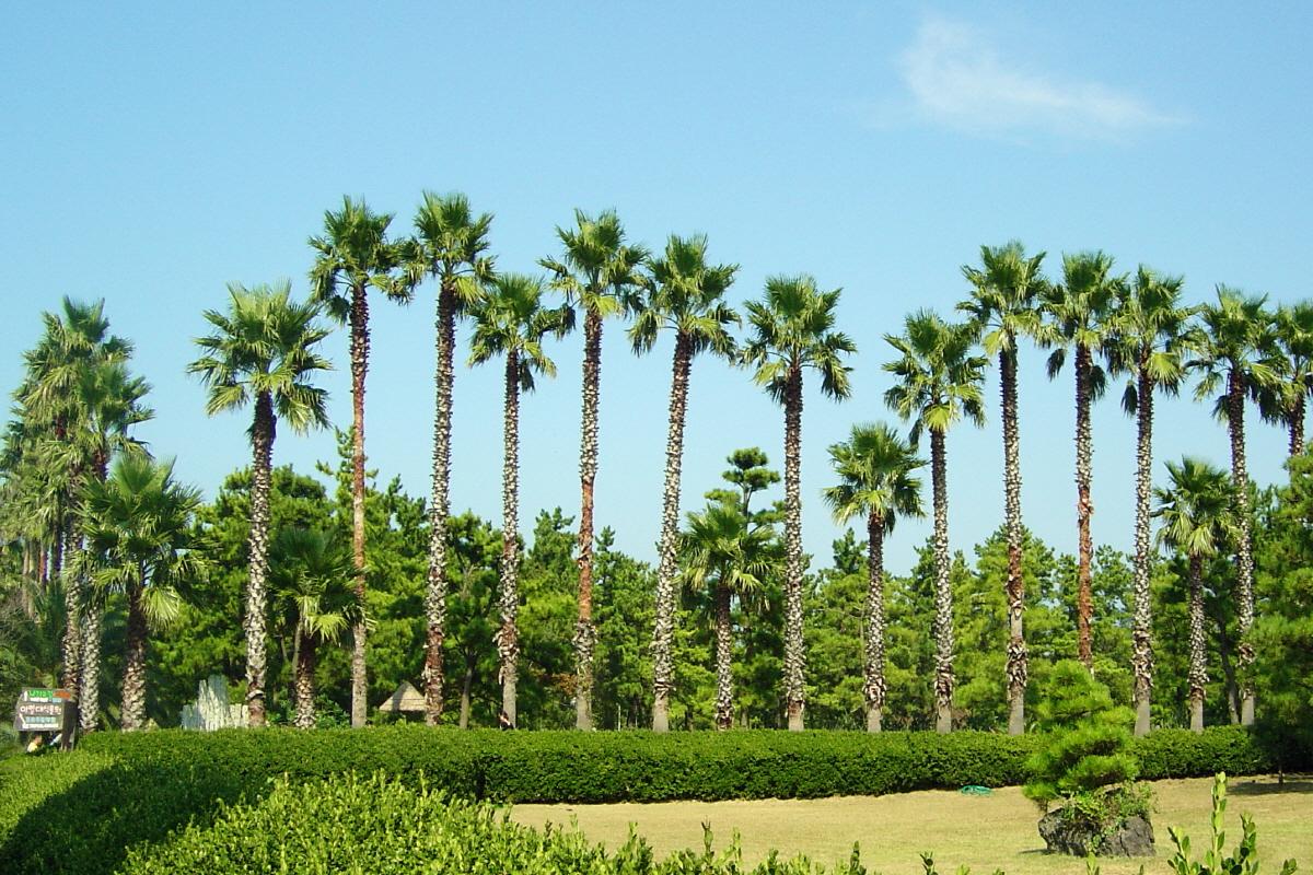済州 植物園 | 翰林公園