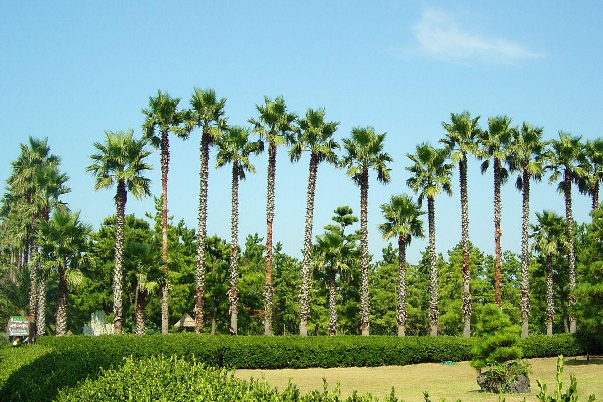 Vé tham quan công viên Hallim Park ở Jeju, giá khuyến mãi!