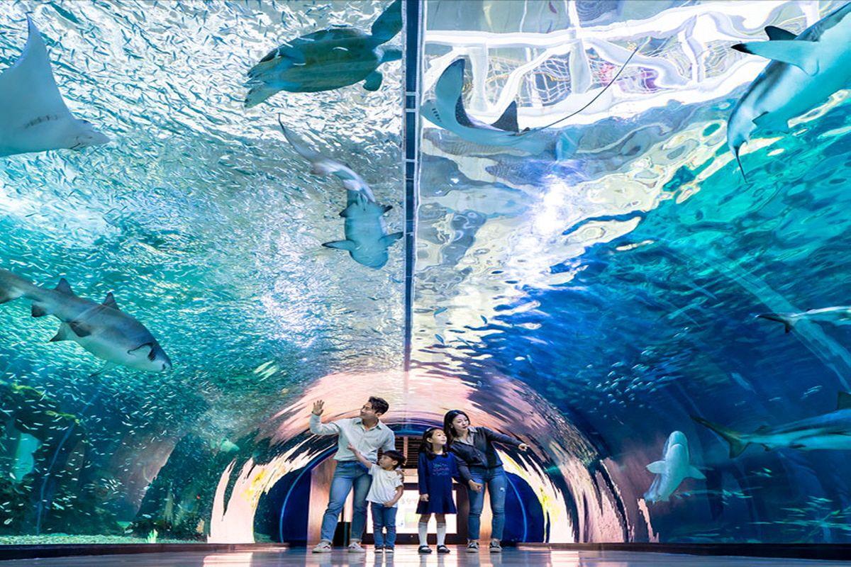 พิพิธภัณฑ์สัตว์น้ำ Aqua Planet Jeju (รวมนิทรรศการ Miguel Chevalier)