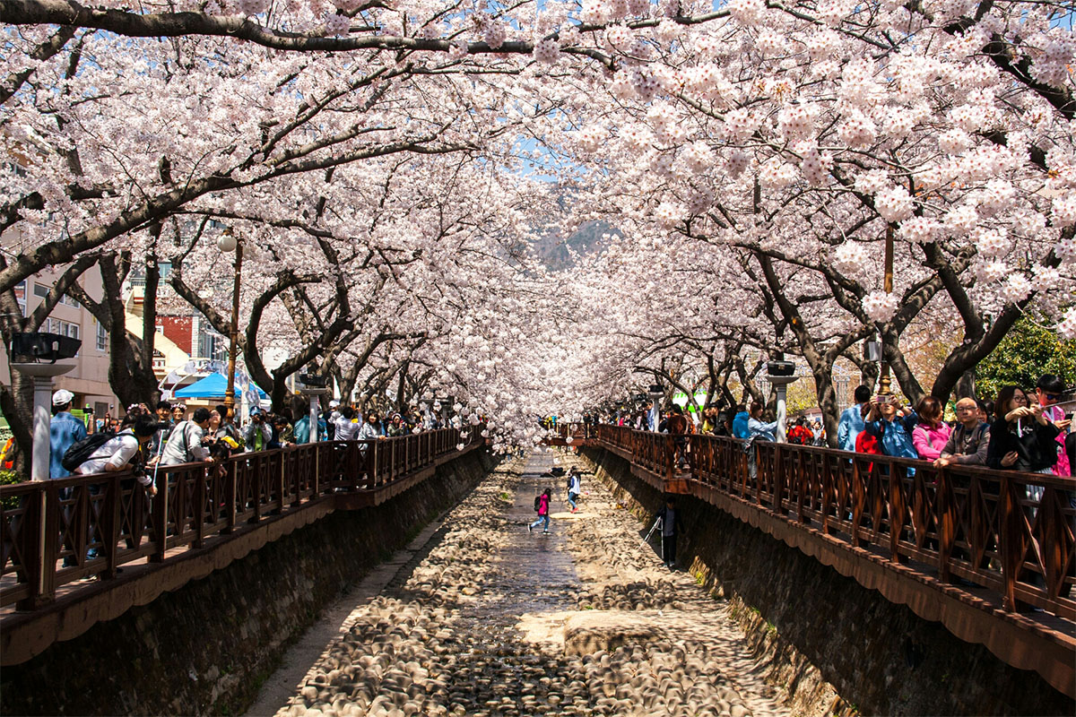 Tour Lễ hội hoa anh đào Jinhae, khởi hành từ Seoul