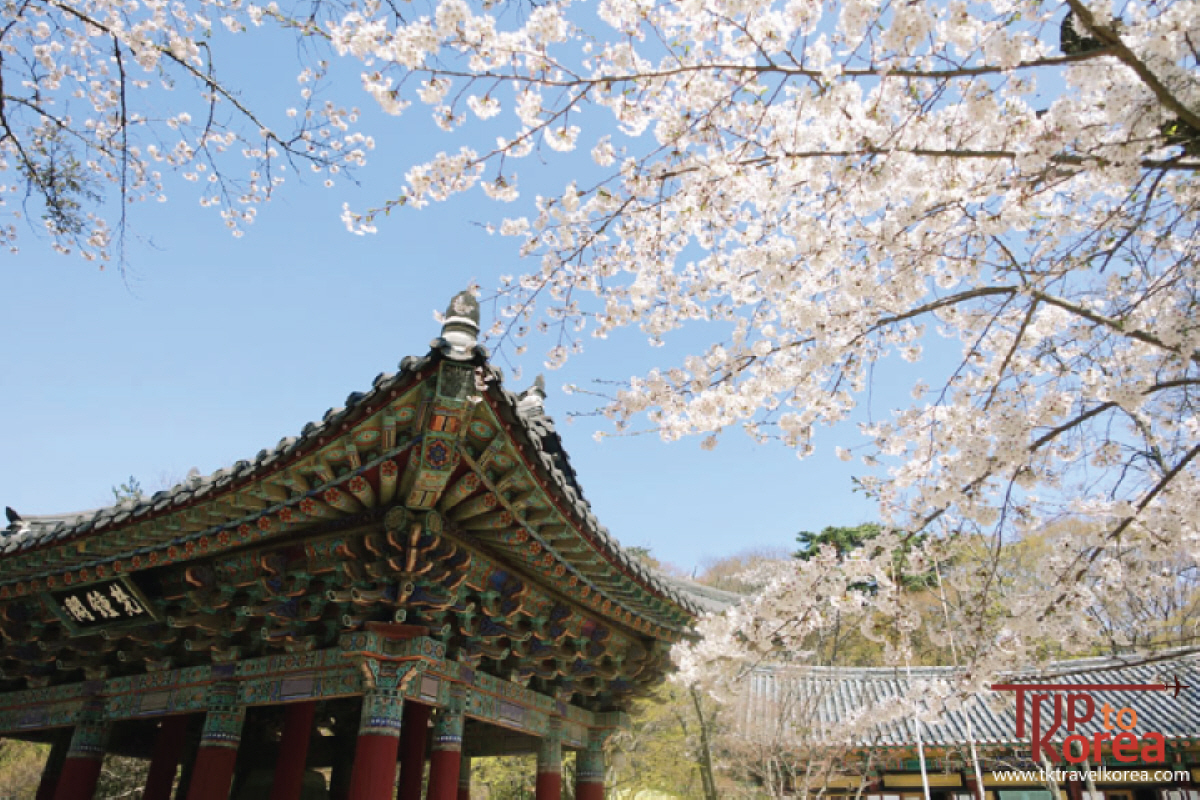 hoa anh đào ở Gyeongju