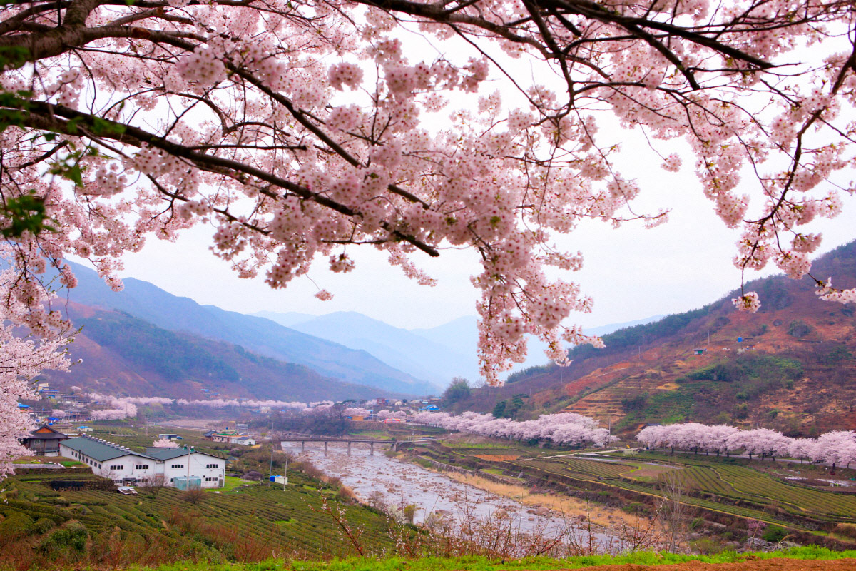 Tour ngắm hoa anh đào ở điểm chọn ngẫu nhiên, khởi hành từ Busan