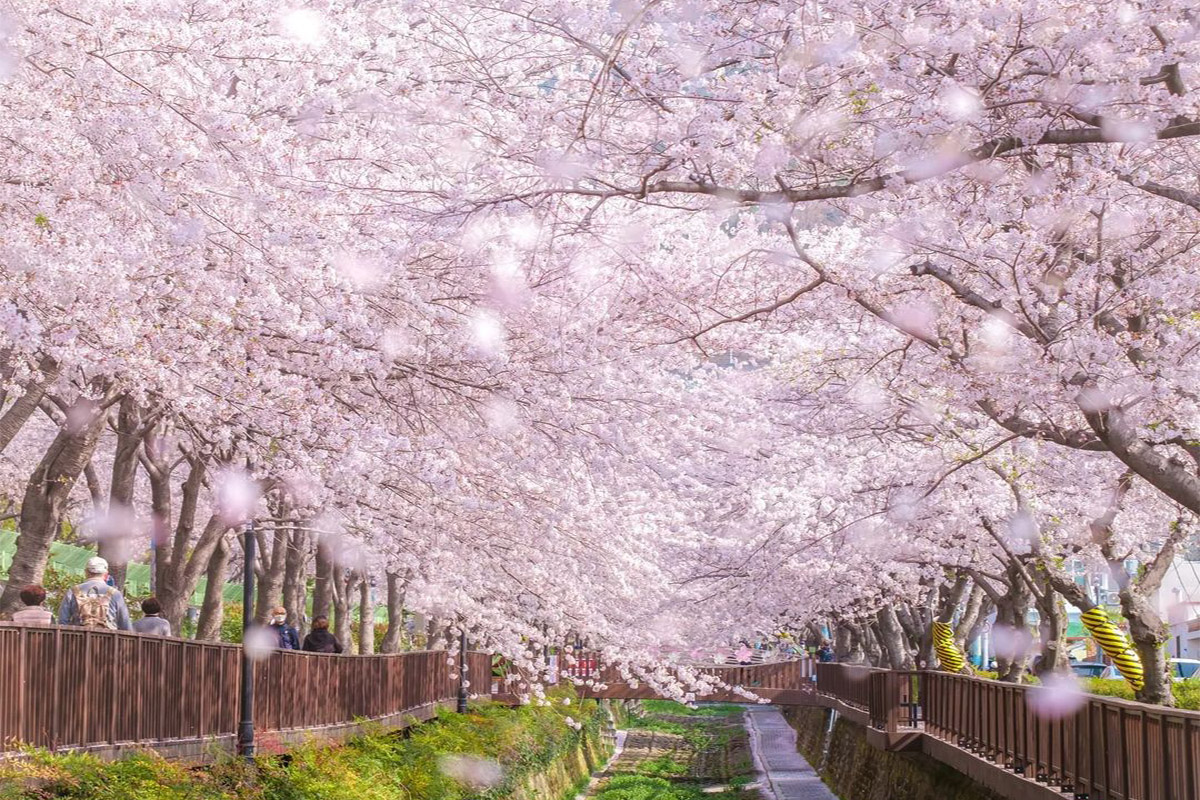 đường hoa anh đào ở Yeojwacheon, Jinhae, Hàn Quốc