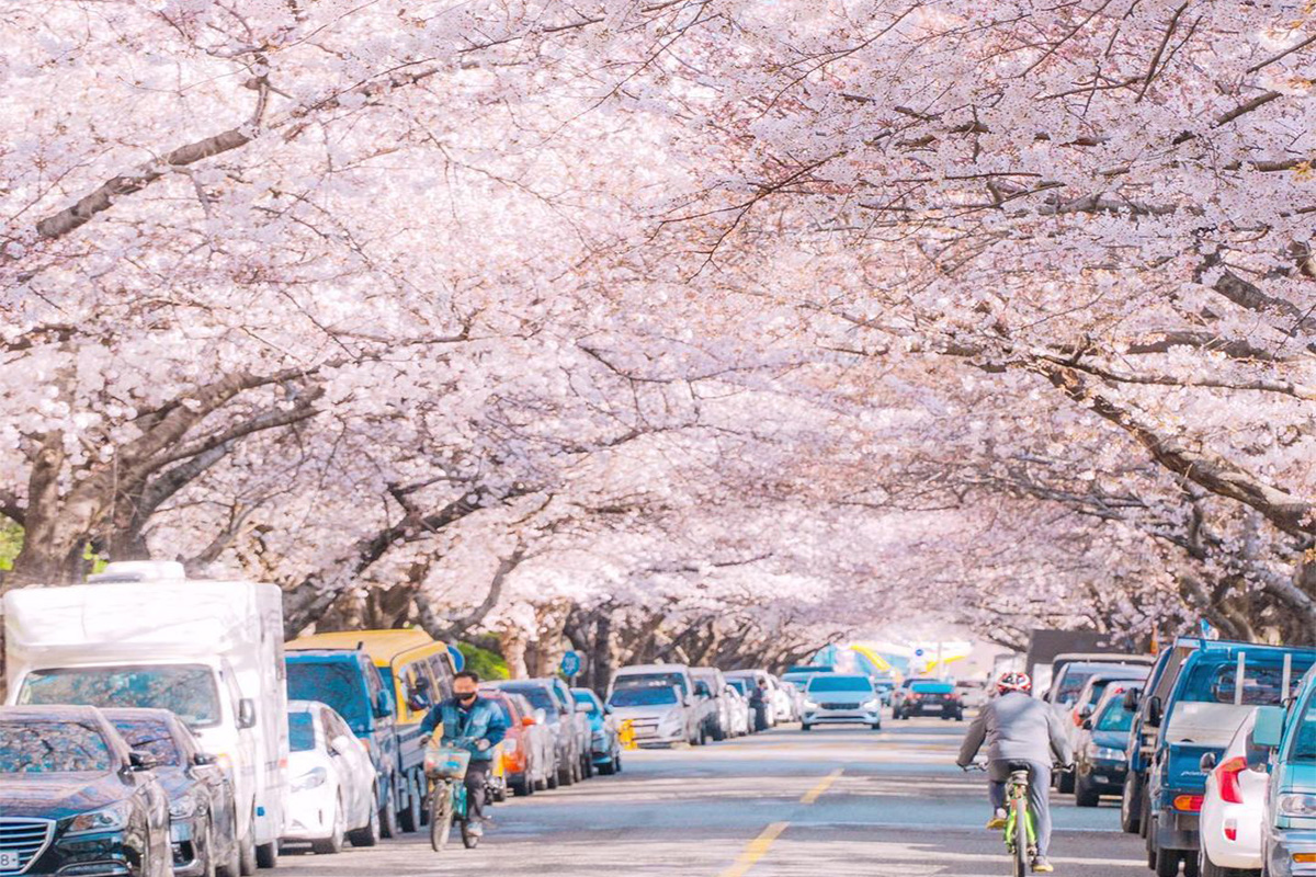 hoa anh đào Bãi biển Namcheon-dong Samik, Busan, Hàn Quốc