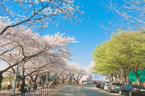 Tour ngắm hoa anh đào ngẫu nhiên, khởi hành từ Seoul