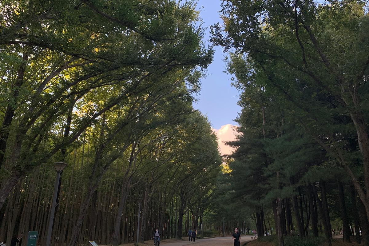 韓国旅行、韓国、ソウル、ソウル旅行、ソウルの森、韓国ピクニック