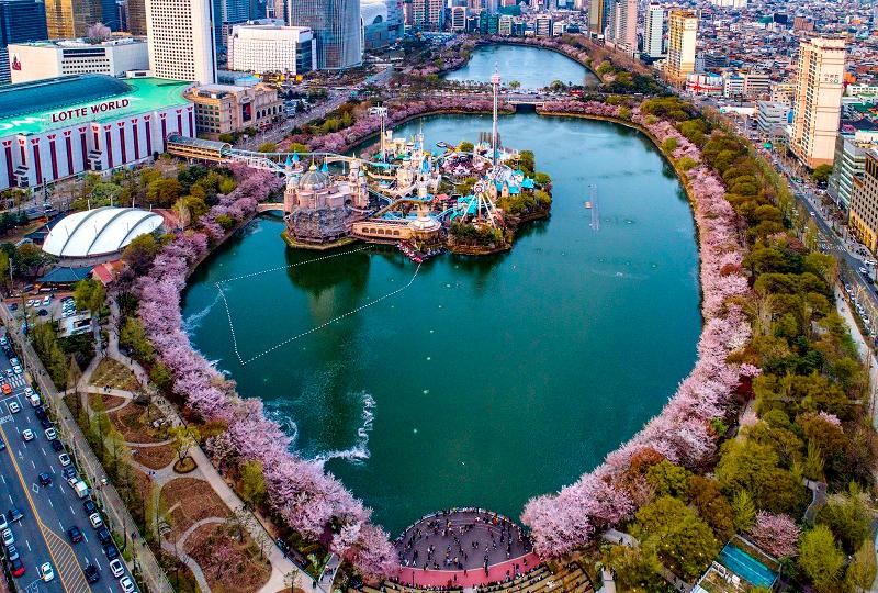 韓国旅行、韓国祭り、お祭り、韓国イベント、韓国行事、韓国夏祭り、有名祭り、花火大会、韓国桜、桜名所、夏祭り、ススキフェスティバル