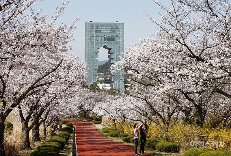 韓国旅行、韓国祭り、お祭り、韓国イベント、韓国行事、韓国夏祭り、有名祭り、花火大会、韓国桜、桜名所、夏祭り、ススキフェスティバル