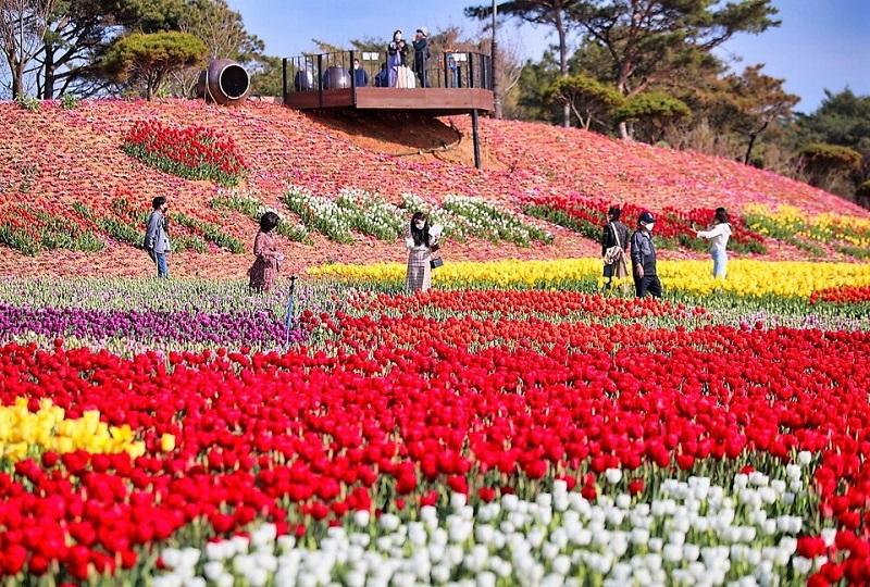 韓国旅行、韓国祭り、お祭り、韓国イベント、韓国行事、韓国夏祭り、有名祭り、花火大会、韓国桜、桜名所、夏祭り、ススキフェスティバル