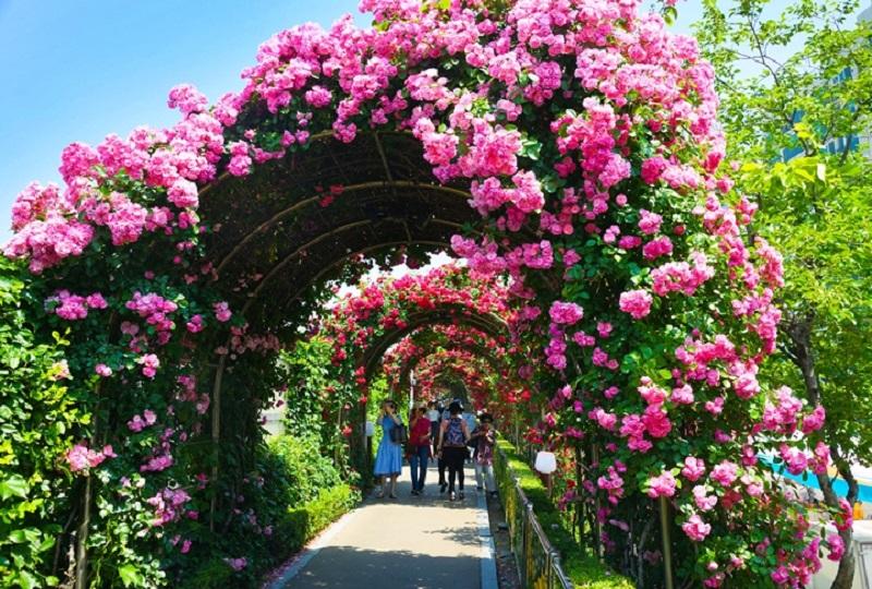 韓国旅行、韓国祭り、お祭り、韓国イベント、韓国行事、韓国夏祭り、有名祭り、花火大会、韓国桜、桜名所、夏祭り、ススキフェスティバル