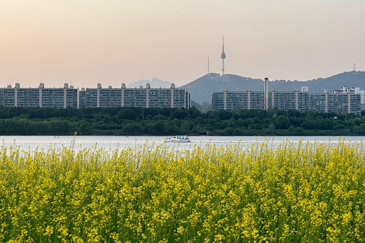 ソウルの漢江沿いで咲き誇る菜の花畑と遠くにそびえるNソウルタワー。春の訪れを告げる「ソレ島菜の花祭り」の魅力的な景観が広がっています。