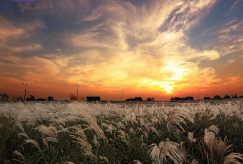 韓国旅行、韓国祭り、お祭り、韓国イベント、韓国行事、韓国夏祭り、有名祭り、花火大会、韓国桜、桜名所、夏祭り、ススキフェスティバル