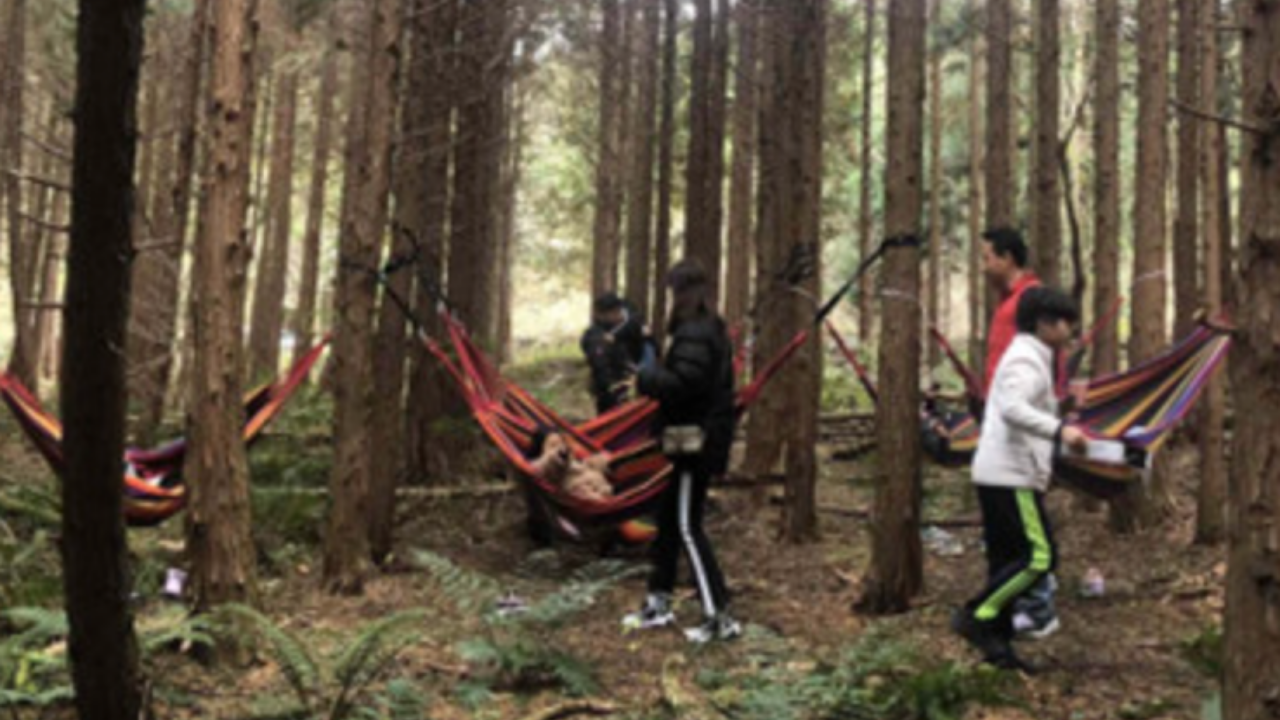 Menschen, die die Natur im Zypressenwald auf Jeju Island genießen, mit Hängematten zwischen den Bäumen.