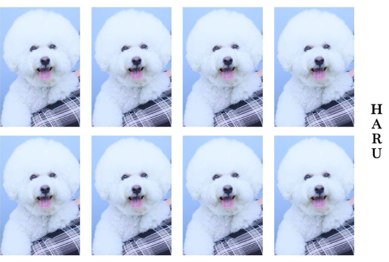 韓国、韓国プリクラ、インセンネッコッ、韓国流行、ハルフィルム