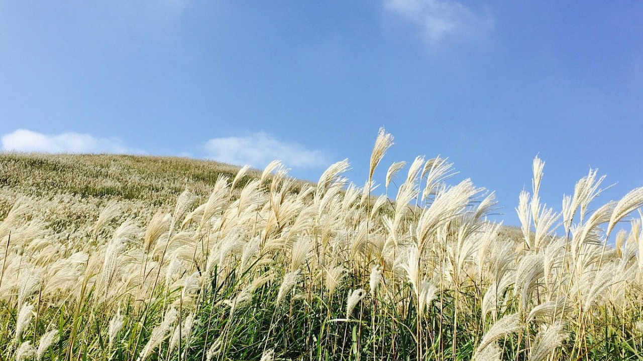 Splendido paesaggio collinare a Jeju coperto di campi verdi sotto un cielo azzurro