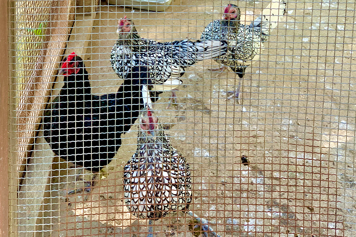 羊牧場 童話瑞士村 加平必去