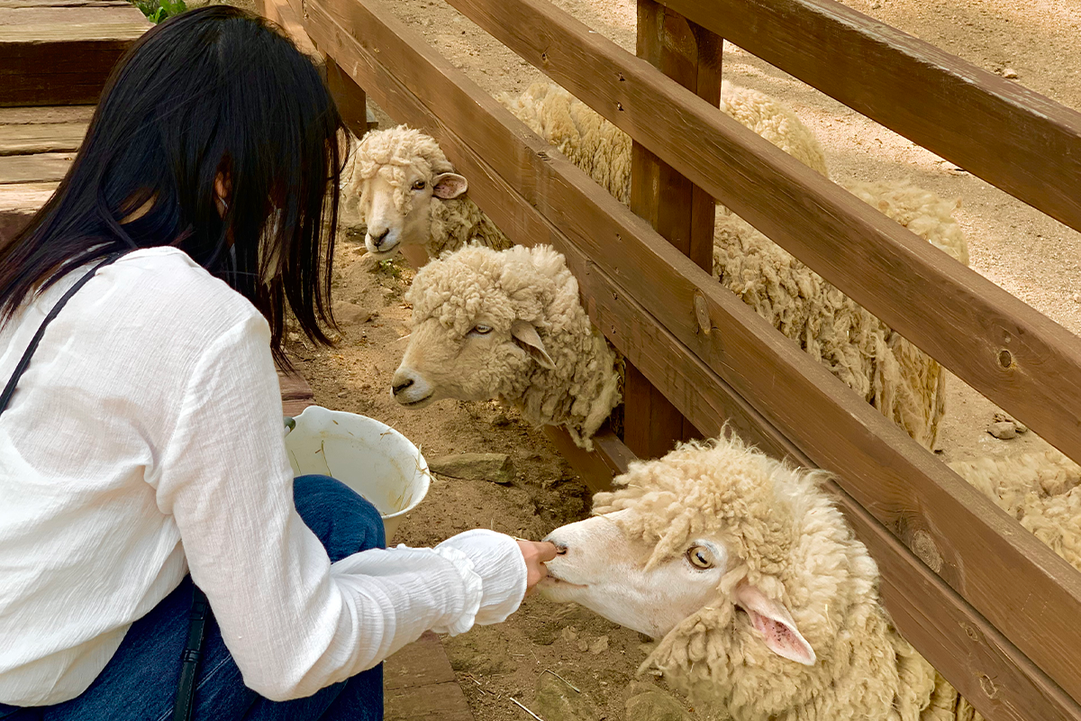 羊牧場 童話瑞士村 加平必去