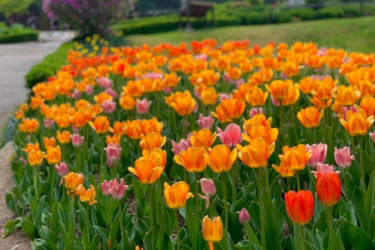lễ hội hoa ở The Garden of Morning Calm, gapyeong, gần đảo nami