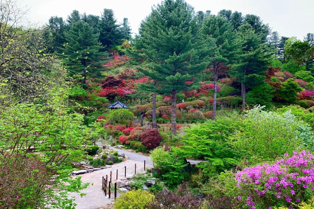 vườn rose of sharon ở The Garden of Morning Calm, gapyeong, gần đảo nami
