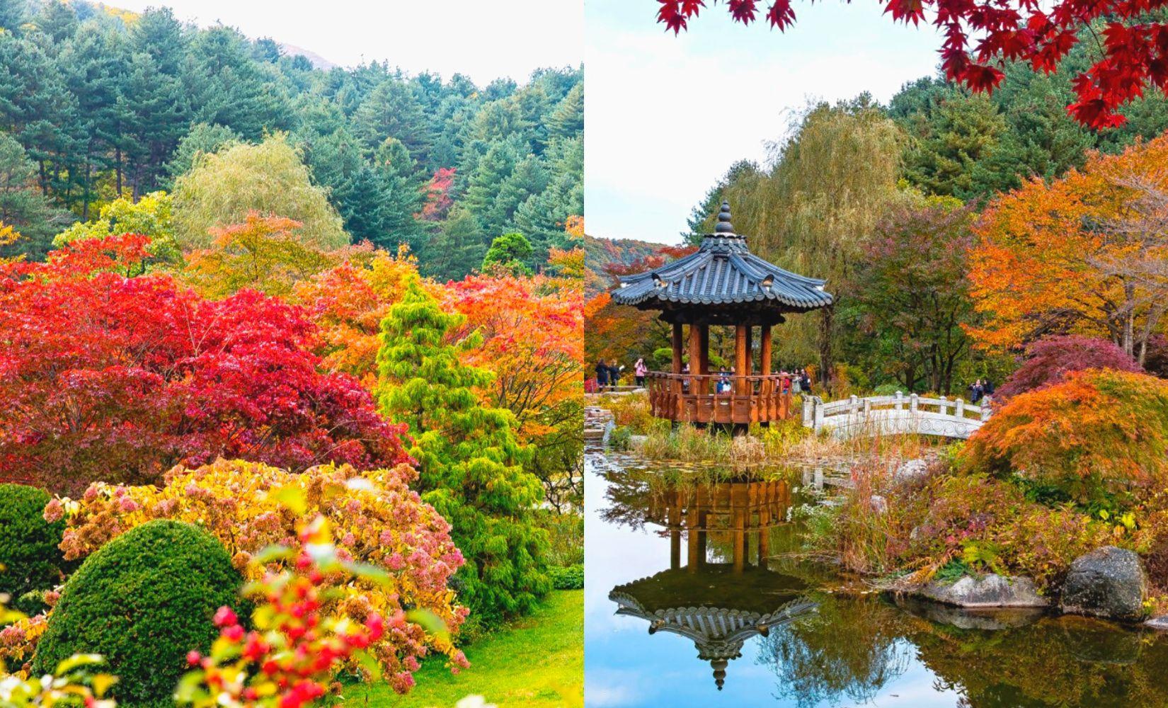 The Garden of Morning Calm: Thông tin chi tiết khu vườn đẹp nhất gần đảo Nami-thumbnail