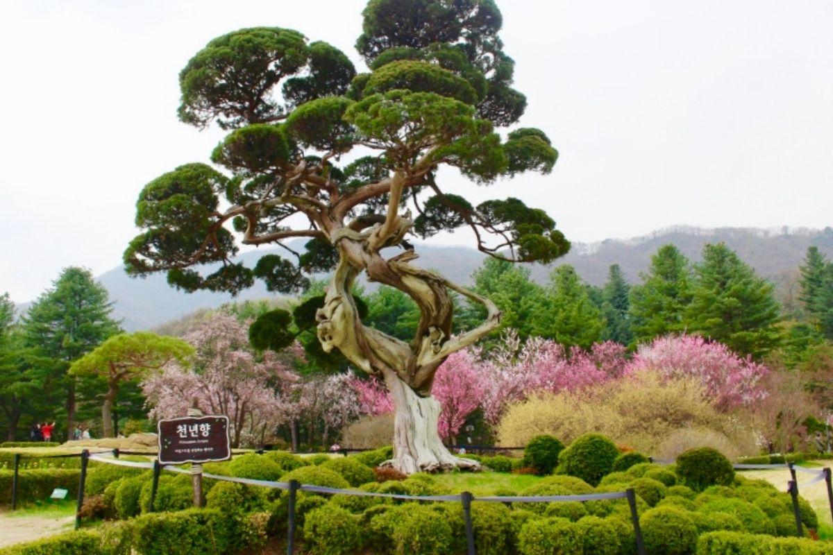 cây bách tùng trăm tuổi ở  The Garden of Morning Calm, gapyeong, gần đảo nami