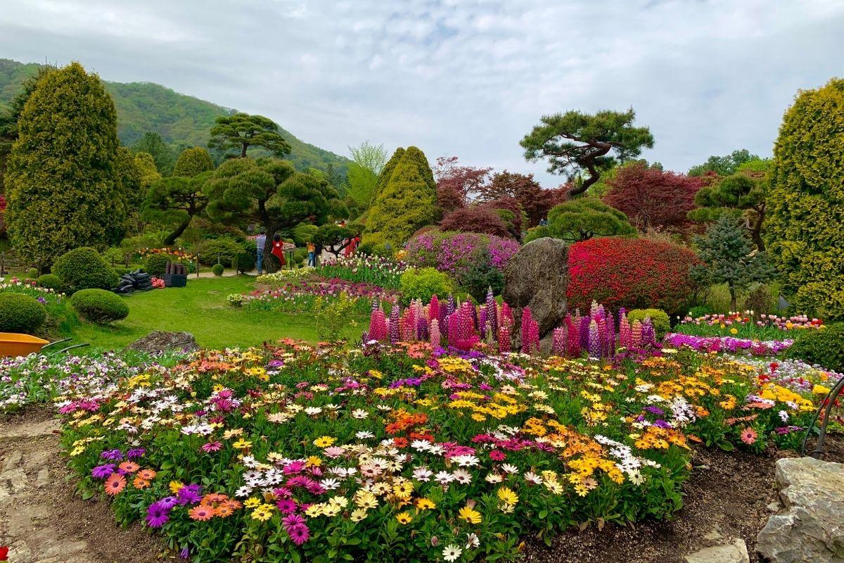 vườn hoa tại The Garden of Morning Calm, gapyeong, gần đảo nami