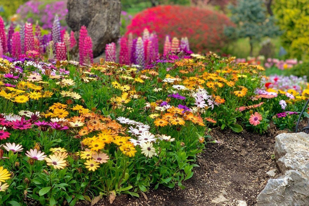 các loại hoa cúc ở  The Garden of Morning Calm, gapyeong, gần đảo nami