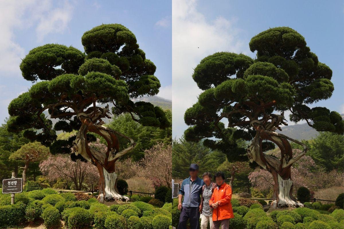 cây bách tùng ở  The Garden of Morning Calm, gapyeong, gần đảo nami