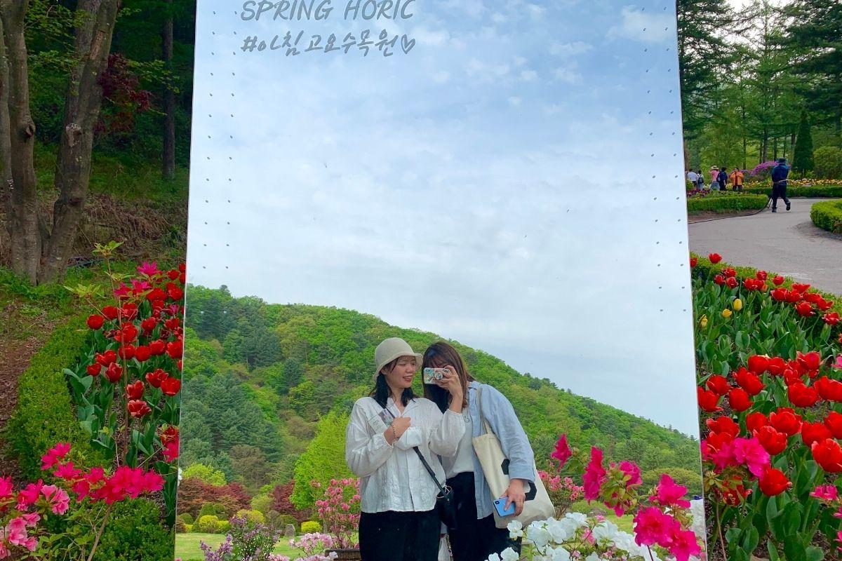 khu chụp ảnh ở  The Garden of Morning Calm, gapyeong, gần đảo nami