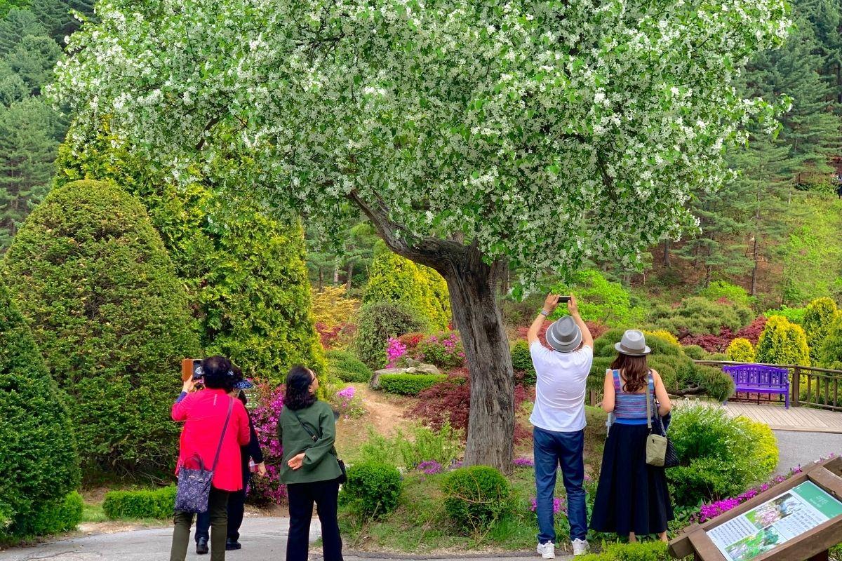 tip tham quan ở The Garden of Morning Calm, gapyeong, gần đảo nami