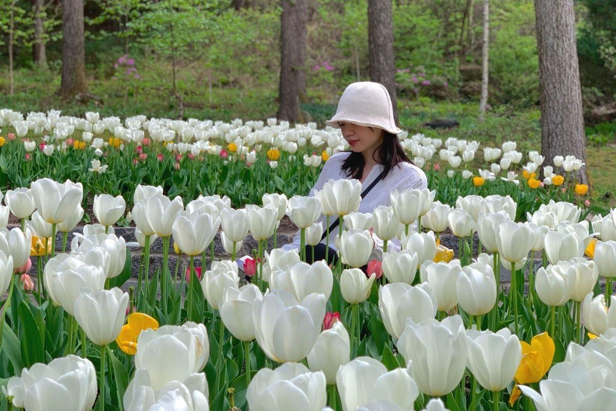 hoa tulip trắng ở  The Garden of Morning Calm, gapyeong, gần đảo nami