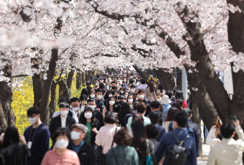 lễ hội hoa anh đào công viên Yeouido Hangang