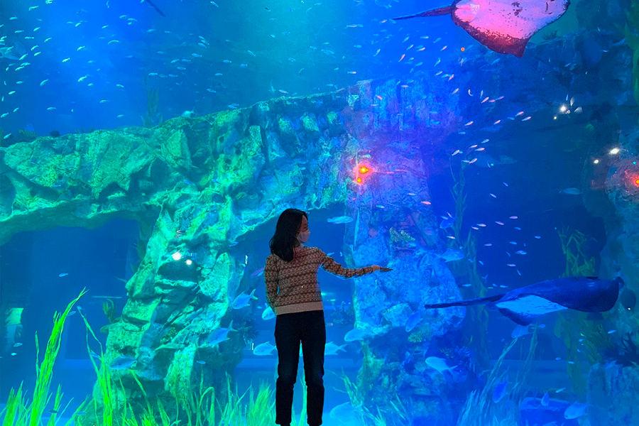 首爾 樂天世界塔 樂天塔 2025