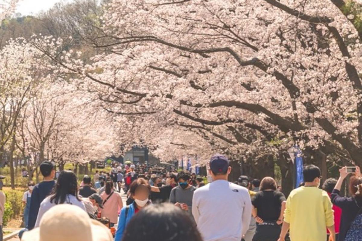 首爾動物園/空中纜車套票